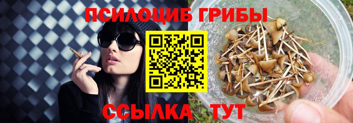 Галлюциногенные грибы Psilocybe  Вход с VPN  Мариинск 